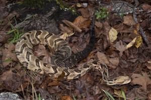 A Timber rattler, also called the cane-break rattler.